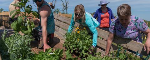 Volunteers working in a garden